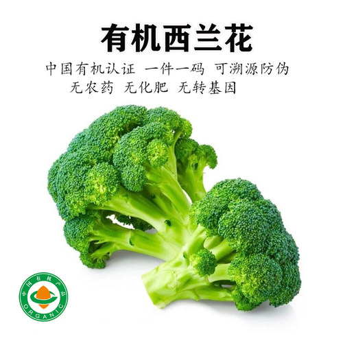 有机西兰花新鲜花菜蔬菜西蓝花孕妇辅食花椰菜农场直发无农药