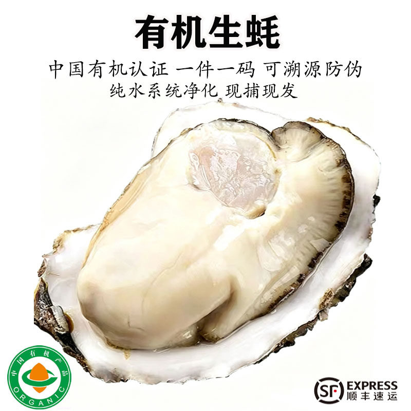 乳山有机生蚝新鲜牡蛎肉生鲜海蛎子海鲜活贝海鲜煮汤现捕现发