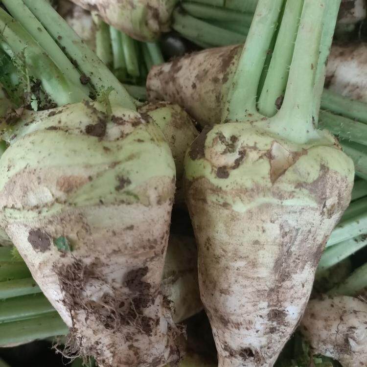 湖北特产大兜萝卜新鲜大头菜