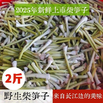 湖北荆州石首监利公安特产新鲜柴笋子芦苇笋狄笋菜财才笋春狄笋