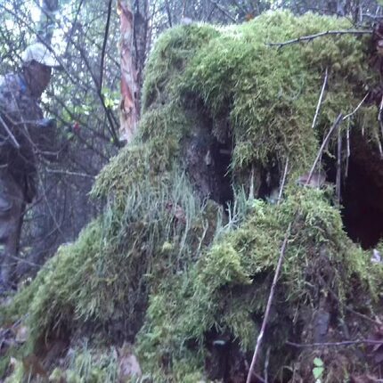 野生鹿角菜干货高原特产山珍甘南藏区迭部土特产原生态山货比青海