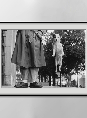 Elliott Erwitt 厄威特 黑白摄影装饰画宠物店可爱狗狗动物壁挂画