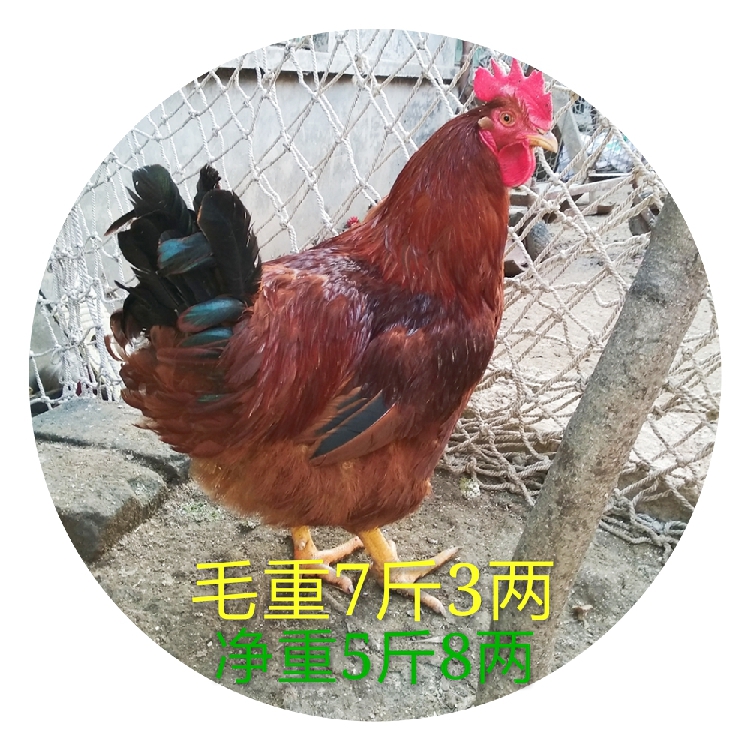 农村自家散养土笨大红玉公鸡肉生新鲜走地活现杀整只剁块送炖鸡料