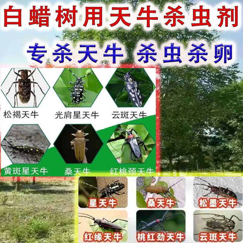 白蜡用杀天牛绿色威雷二代杀虫