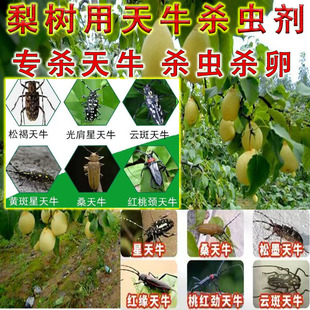 LL梨树用天牛杀虫剂进口配方速溶高渗专杀树洞木虫洞天牛杀虫大全