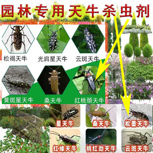 园林专用天牛克星杀虫剂高含量进口配方树洞天牛钻木天牛杀虫大全