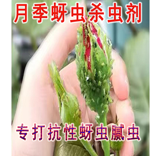 月季蚜虫腻虫农药杀虫剂花卉园林树腻虫小黑飞蔬菜植物农药杀虫