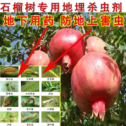 地上地下小黑飞钻心虫介壳虫农药