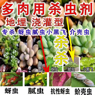 多肉用进口配方地埋浇灌型专杀蚜虫腻虫小黑飞介壳虫农药杀虫大全