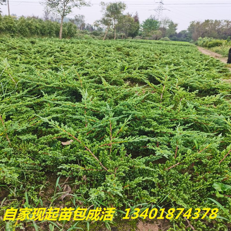爬地柏苗 沙地柏苗 地柏造型 地被植物 松树盆景绿植花卉盆栽包邮