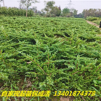铺地柏苗松树盆景绿植包邮