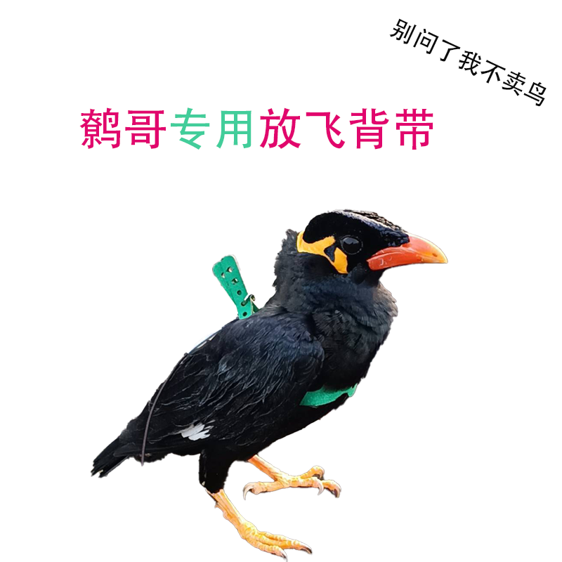鹩哥牵引绳放飞背带遛鸟绳放飞绳绳背带绳背带
