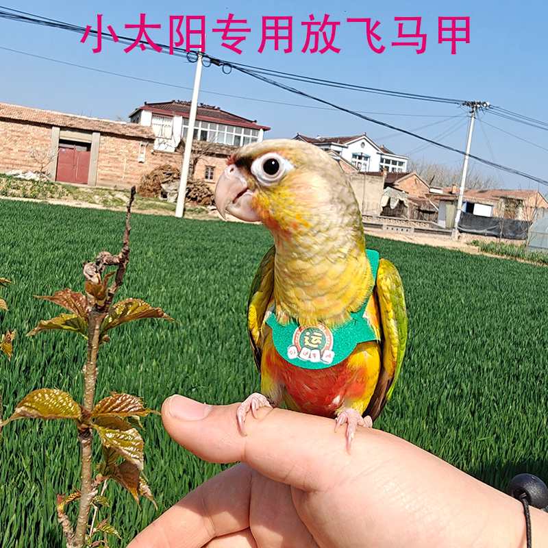 小太阳鹦鹉放飞绳马甲放飞背带遛鸟用放飞绳