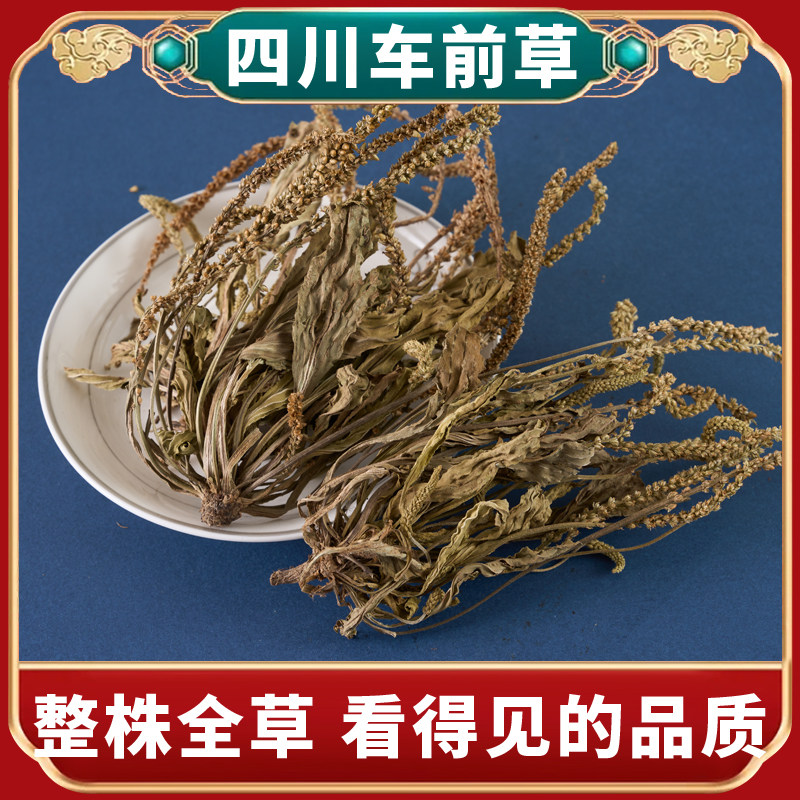车前草中药材正品整颗全草带穗降