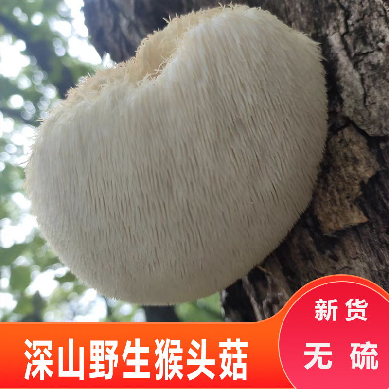 神农架野生猴头菇养胃粉蘑菇干货