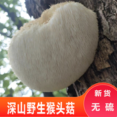 神农架深山野生猴头菇干货比东北猴头菇好野生蘑菇养胃猴头菇粉