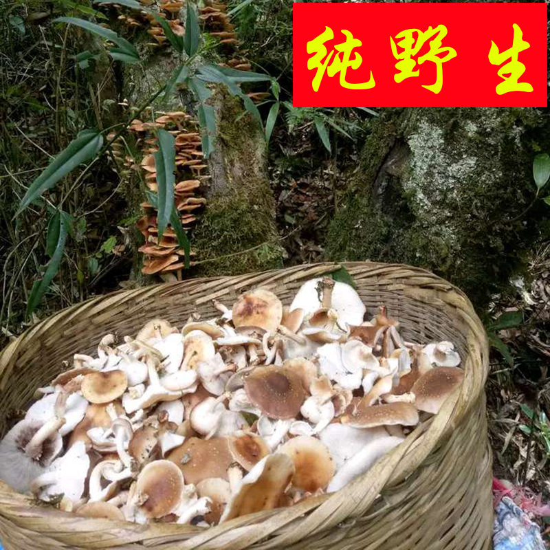 神农架房县野生香菇干货农家