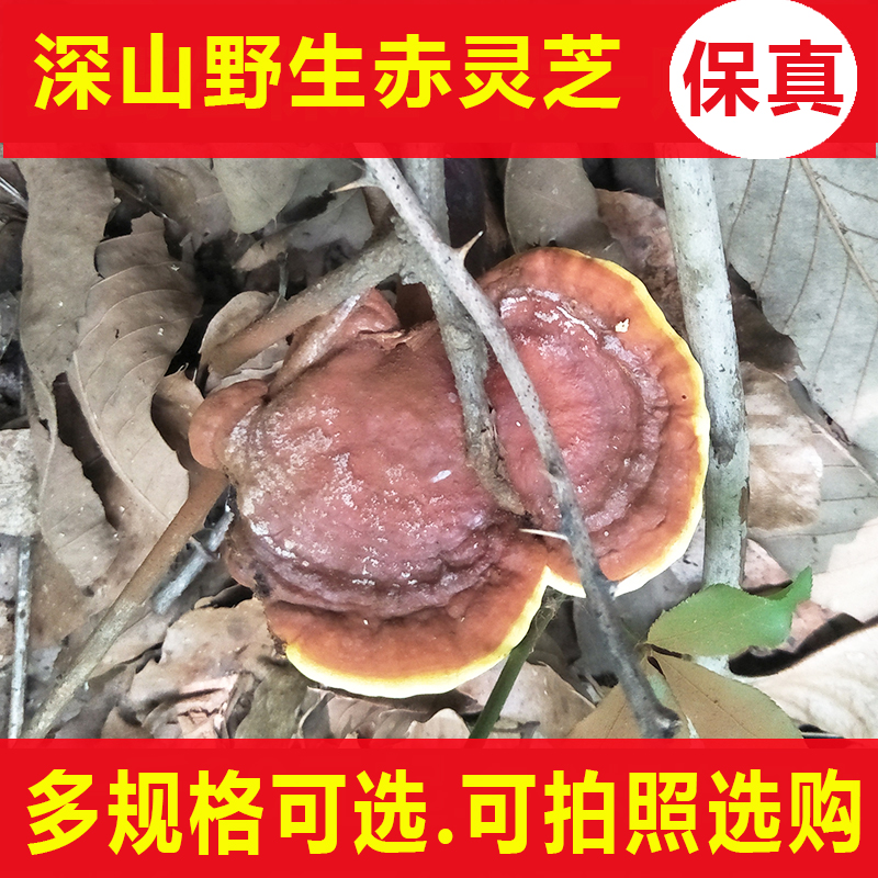 神农架深山野生大灵芝天然特大野生灵芝小灵芝野生灵芝赤灵芝