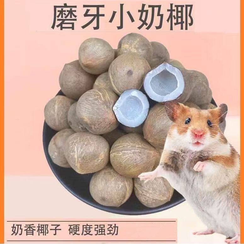 仓鼠金丝熊花枝鼠松鼠磨牙迷你小椰子宠物超小磨牙解闷小椰子零食