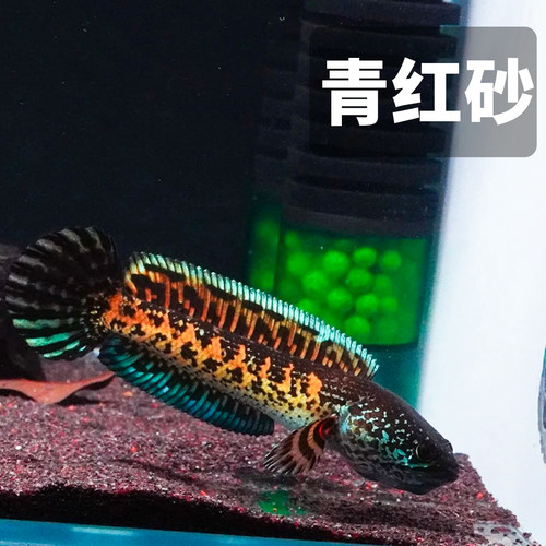 免洗青红沙偏暗灰青沙青灰红沙雷龙专用原生鱼缸造景沙雷龙底沙灰