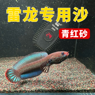 免洗清灰热带雨林沙鱼缸底砂南美雷龙造景青红沙棕黑鼠沙埃及七彩