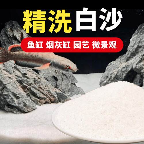 彩虹雷龙鱼幻红超红月雷龙鱼
