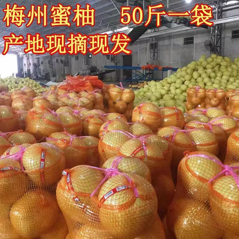 梅州桃尧松源三红柚红心蜜柚50斤新鲜水果中秋送礼正宗红肉柚包邮