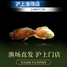 宠物鱼活体中大型淡水鱼热带鱼观赏鱼黑地图鱼白地图鱼猪仔鱼包活