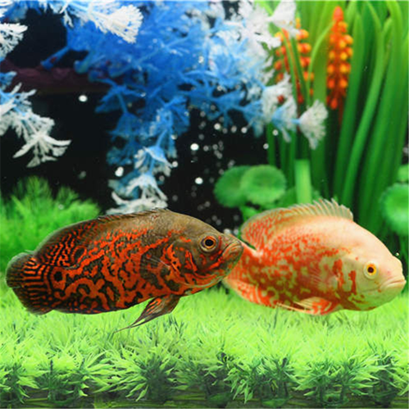 宠物鱼活体中大型淡水鱼热带鱼观赏鱼黑地图鱼