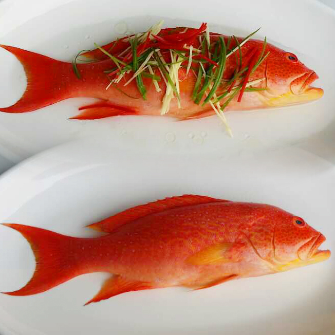 东星斑 冰鲜鲜冻冷冻冰鲜东星斑  海鲜鱼类 燕尾红东 东星斑