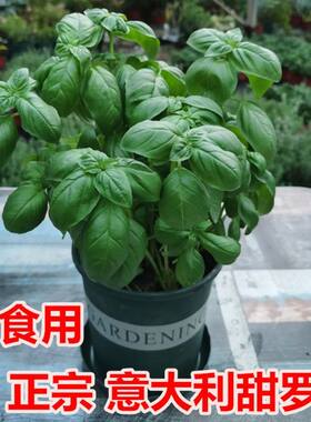 食品级香草大叶甜罗勒盆栽薄荷迷迭香百里香可食用盆载驱蚊绿植
