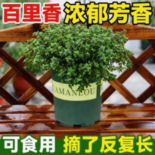 百里香盆栽可食用香草西餐厨房调味带土香草植物新鲜阳台庭院绿植