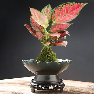 苔藓球花盆蕨类植物专用陶瓷盆托盘中式桌面摆件米竹水培器皿盆托