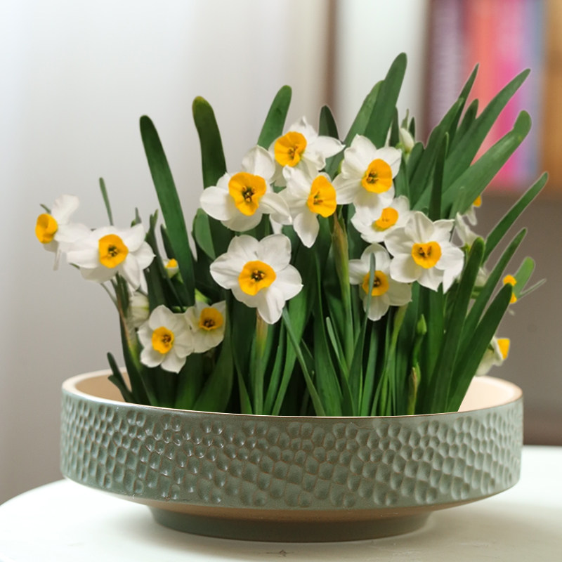 大口径水仙花盆陶瓷大号家用无孔铜钱草专用水培一叶莲碗莲带底座