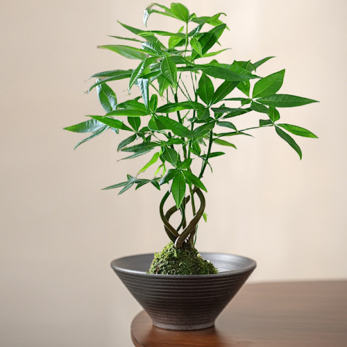 创意简约苔藓球花盆无孔发财盆景陶瓷托盘蕨类植物专用盆水培器皿