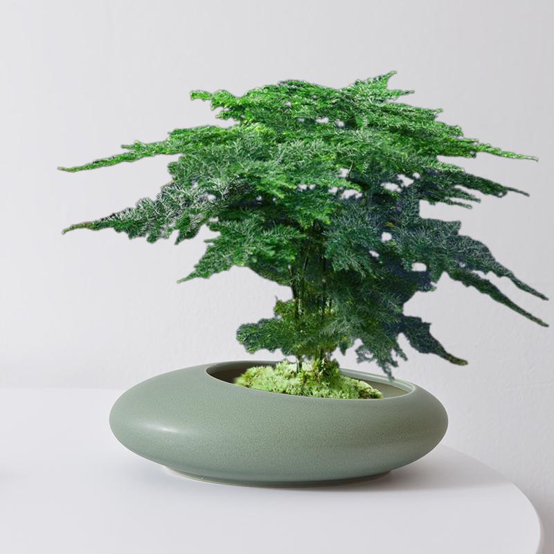 室内植物花卉四季常青小盆景客厅