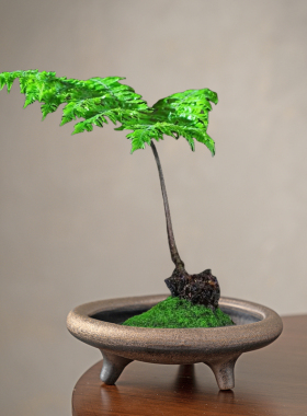 无孔苔藓蕨类水培绿植多功能花盆个性三脚撑创意器皿微观造景陶瓷