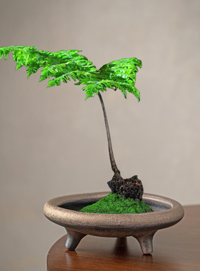 无孔苔藓蕨类水培绿植多功能花盆个性三脚撑创意器皿微观造景陶瓷