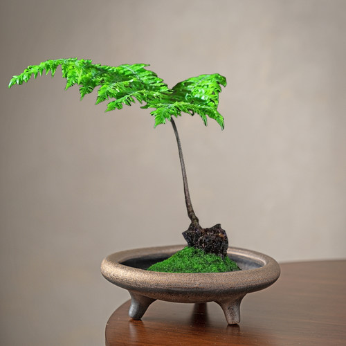 无孔苔藓蕨类水培绿植多功能花盆个性三脚撑创意器皿微观造景陶瓷