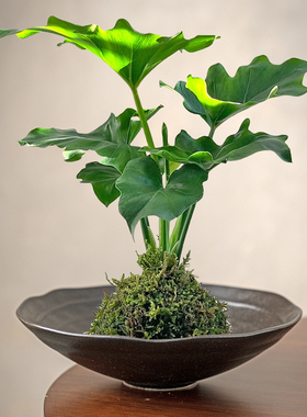 创意苔藓球花盆托盘蕨类植物专用盆无孔陶瓷水培器皿佛手柑托盘