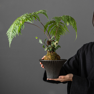 苔藓球绿植专用无孔花盆客厅书房观景盆蕨类植物专用陶瓷水培花盆
