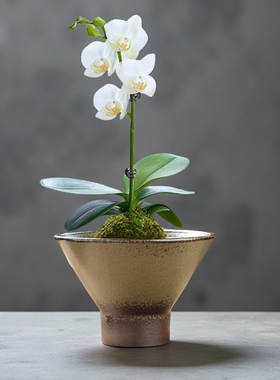 蕨类植物苔藓球水仙花容器禅意黑色陶瓷托盘专用花盆水培器皿无孔