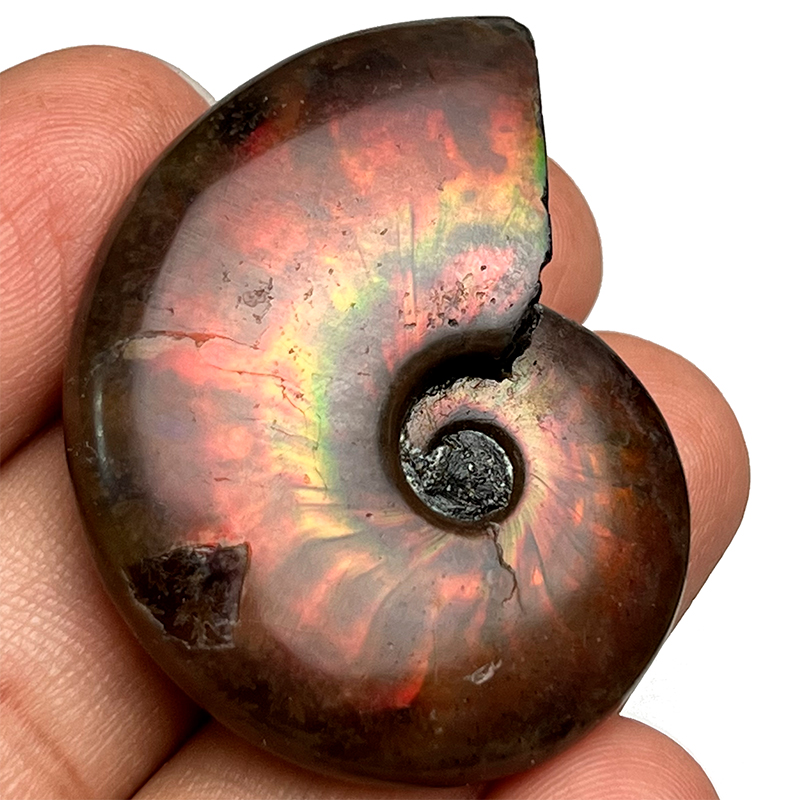 天然古生物斑彩螺化石叶菊石