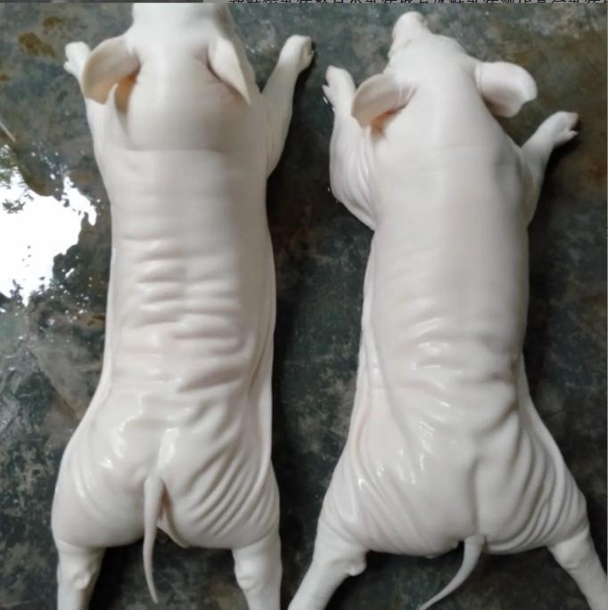 烤乳猪整只现杀新鲜小乳猪烧烤酒店食材广东特色脆皮乳猪生鲜乳猪