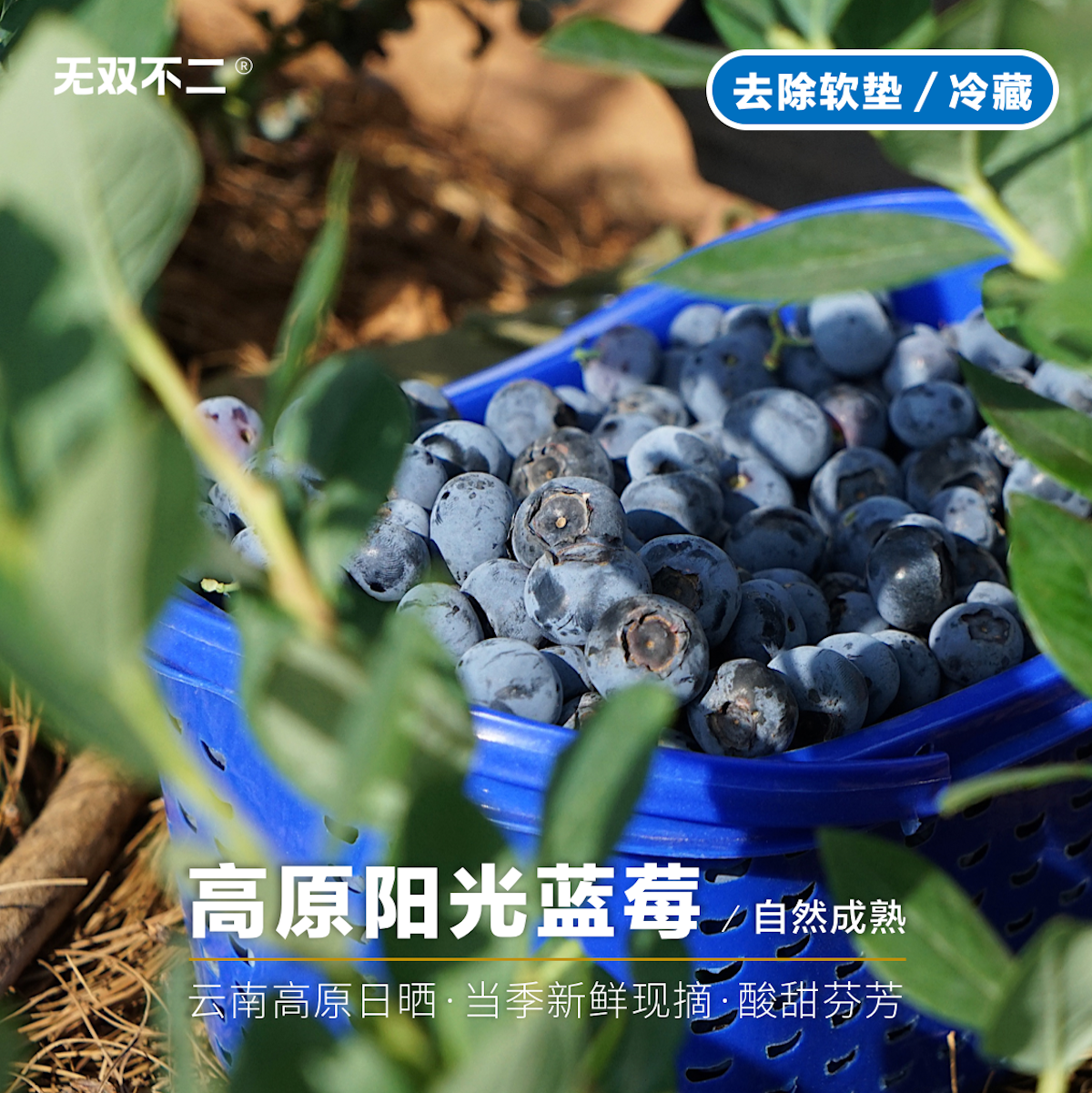 一周排！无双不二高原阳光蓝莓云南蓝莓l25春高鲜果现摘新鲜水果 水产肉类/新鲜蔬果/熟食 蓝莓 原图主图