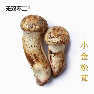无双不二四川鲜松茸阿坝小金松茸甘孜雅江特产出口级野生松茸菌菇