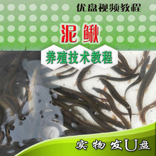 泥鳅养殖技术网养泥鳅繁殖孵化泥鳅人工育苗U盘视频教程病害防治