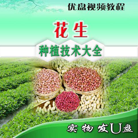 花生种植技术大全 病虫害防治U盘视频教程 花生高效栽培晚收增产