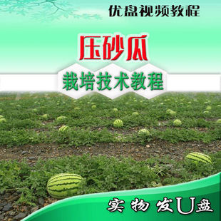 压砂瓜栽培技术 压砂西瓜种植技术 西瓜嫁接栽培技术U盘视频教程