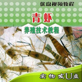 青虾养殖技术 河虾青虾养殖方法U盘视频教程 水质调节河蟹套养